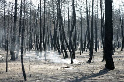 Uno de los bosques afectados por el fuego en el incendio de Guadalajara que costó la vida a 11 personas en julio de 2005.