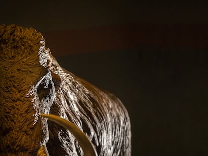 A model mammoth in the 'Mammoth. The giant of the Ice Age' exhibition, at Madrid's CaixaForum.