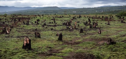 Tocones, causados por la deforestación y el tipo de agricultura de tala y quema en un valle de Madagascar.