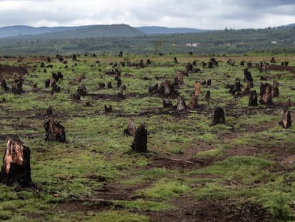 Tocones que deja el tipo de agricultura de tala y quema en un valle de Madagascar.
