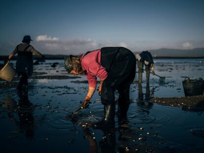 Mariscadoras de la cofradía de Vilanova de Arousa trabaja en la extracción de almeja y berberecho, en diciembre de 2023.