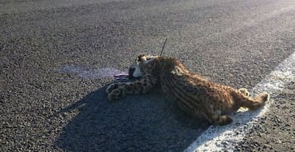 Fotograf&iacute;a facilitada por WWF del ejemplar de lince ib&eacute;rico muerto este mes atropellado en Huelva.