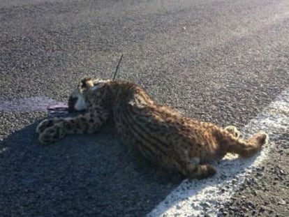 An Iberian lynx killed this month in Huelva province.