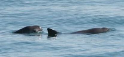 Dos vaquitas, fotografiadas en una &aacute;rea protegida por el Gobierno mexicano.
 