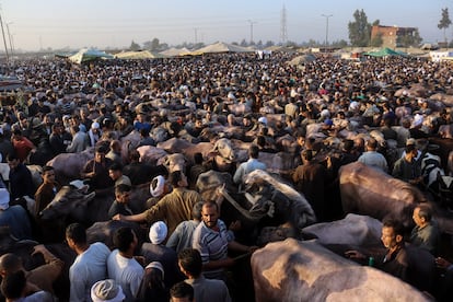Comerciantes de ganado y clientes se agolpan en el mercado de ganado de Al-Zagazig, en Sharqia (Egipto), en junio de 2024. 