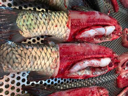 CORTE SINGULAR DE LOS PESCADOS EN WAN CHAI MARKET, PARA MOSTRAR SU FRESCURA / CAPEL