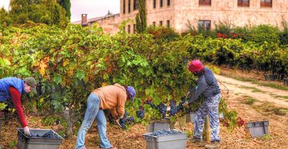 Temporeros durante la vendimia en La Rioja. 