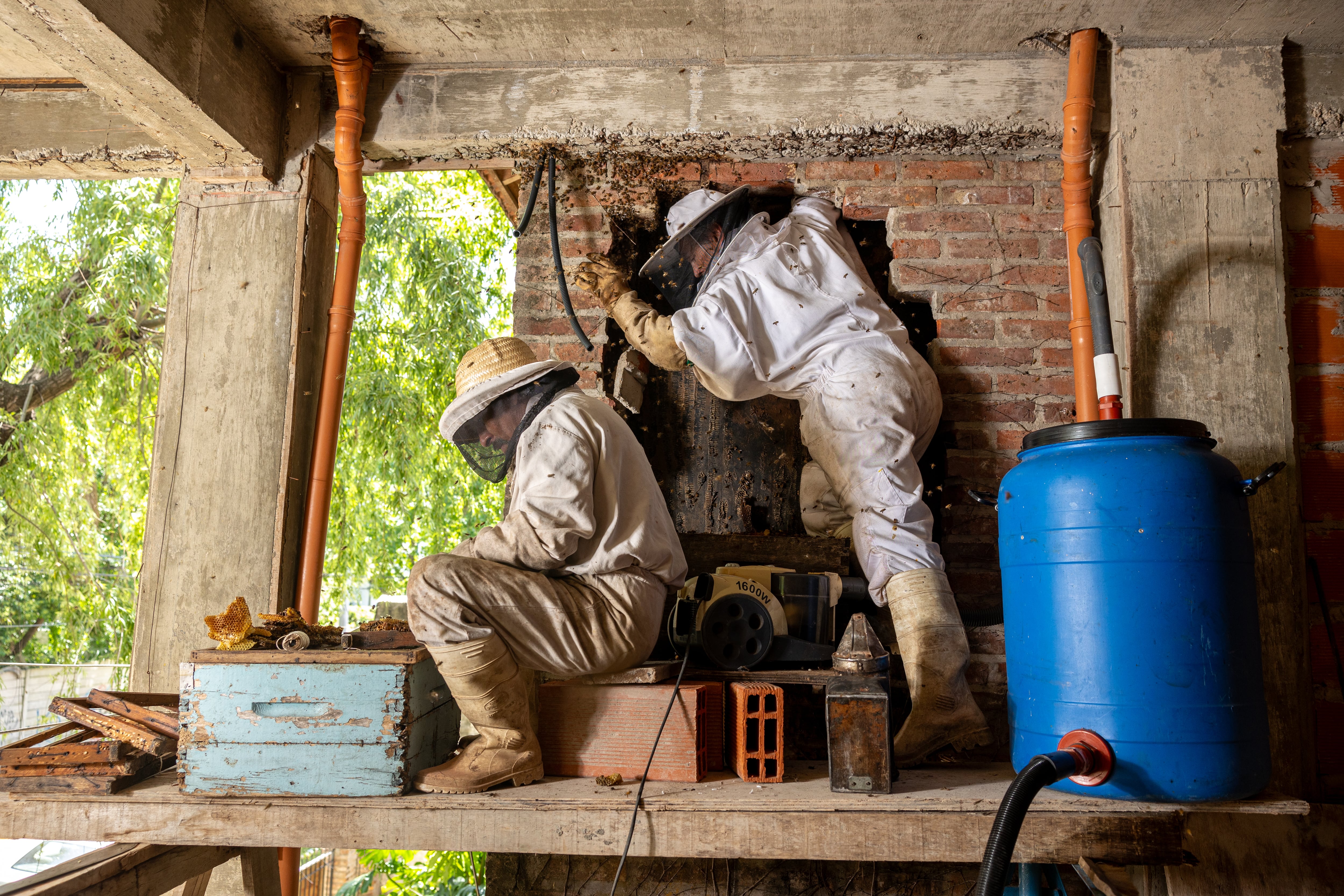 La apuesta de un apicultor en Buenos Aires por integrar el mundo de las abejas a la vida urbana