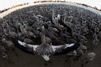 La actividad de anillamiento de los pollos de flamenco en la Laguna de Fuente de Piedra se ha convertido, tras 31 a?os, en uno de los acontecimientos ms importantes de participacin de voluntariado ambiental.