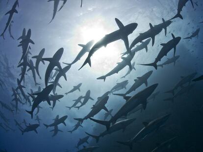 Um grupo de tubarões nas águas do arquipélago de Revillagigedo.
