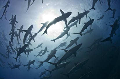 Un grupo de tiburones en las aguas del archipiélago Revillagigedo.