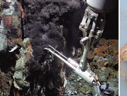 Toma de temperatura con un vehículo robotizado en una fuente hidrotermal (izquierda) y la gamba <i>Neoglyphea neocaledonica,</i> que se creía extinguida desde hace 50 millones de años. 
/ MARUM