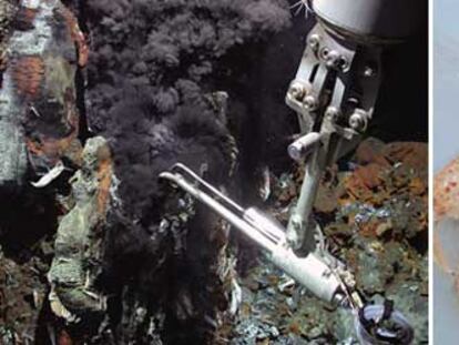 Toma de temperatura con un vehículo robotizado en una fuente hidrotermal (izquierda) y la gamba <i>Neoglyphea neocaledonica,</i> que se creía extinguida desde hace 50 millones de años.
/ MARUM