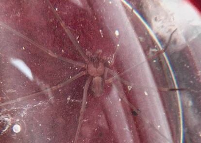 Imagen de la araña violinista recuperada por los agentes en Puente de Vallecas.