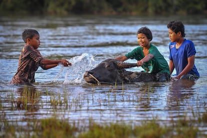 Unos niños juegan en el agua mientras limpian a un búfalo en un río en Kampung Dusun, Malasia.