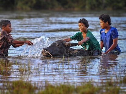 Unos niños juegan en el agua mientras limpian a un búfalo en un río en Kampung Dusun, Malasia.