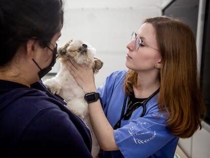 Una veterinaria examina a un perro.
