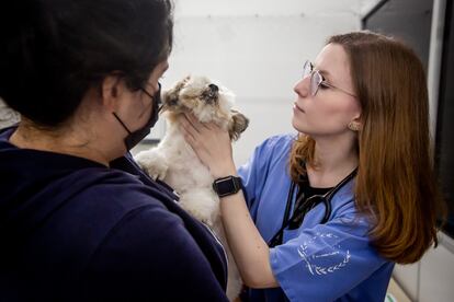 Una veterinaria examina a un perro.