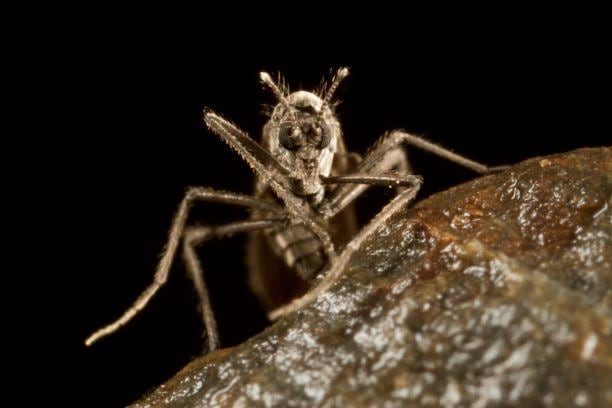 ‘Parochlus steinenii’, la mosca de la Antártida que desentraña los secretos de la resiliencia climática