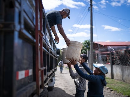 Cortadores de café entregan el grano cortado a cambio de fichas con las que luego recibirán su pago, en San Roque de Barva (Costa Rica), el 20 de enero de 2024.