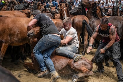 Tres 'aloitadores' inmovilizan a un caballo salvaje, este lunes, durante el tercer y último día de la Rapa das Bestas.