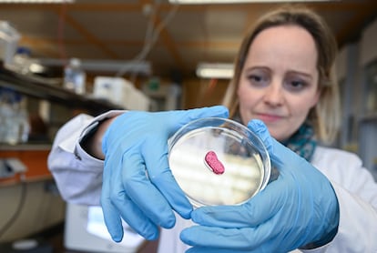 Petra Kluger, directora de proyectos de la Universidad de Química Aplicada de Reutlingen, Alemania, con un trozo de carne artificial producido con una impresora 3D.

