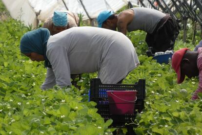 Una mujer de origen marroquí trabaja en la recolección de fresas en una finca de la localidad onubense de Palos de la Frontera.