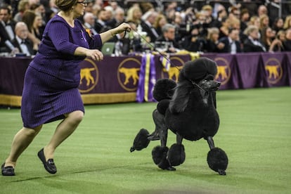 La caniche Siba, de 4 años, se ha alzado con el premio Mejor del concurso en la 144 edición del Westminster Kennel Club, la competición más prestigiosa de EE UU entre canes de raza. En la final el caniche, elegido representante de todas las razas clasificadas como no deportivas, se impuso a los ganadores de las otras seis categorías. Es la quinta vez que esta raza se impone en la competición.