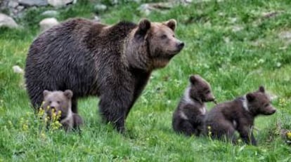 Lluna junto a sus tres oseznos en el parque de la Val d'Aran.