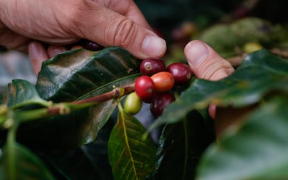 Granos de café en una finca en Colombia.