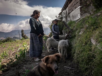 Una abuela y su nieto alimentan a sus borregos en la aldea Taltimiche, en Comitancillo (Guatemala), en mayo de 2022.