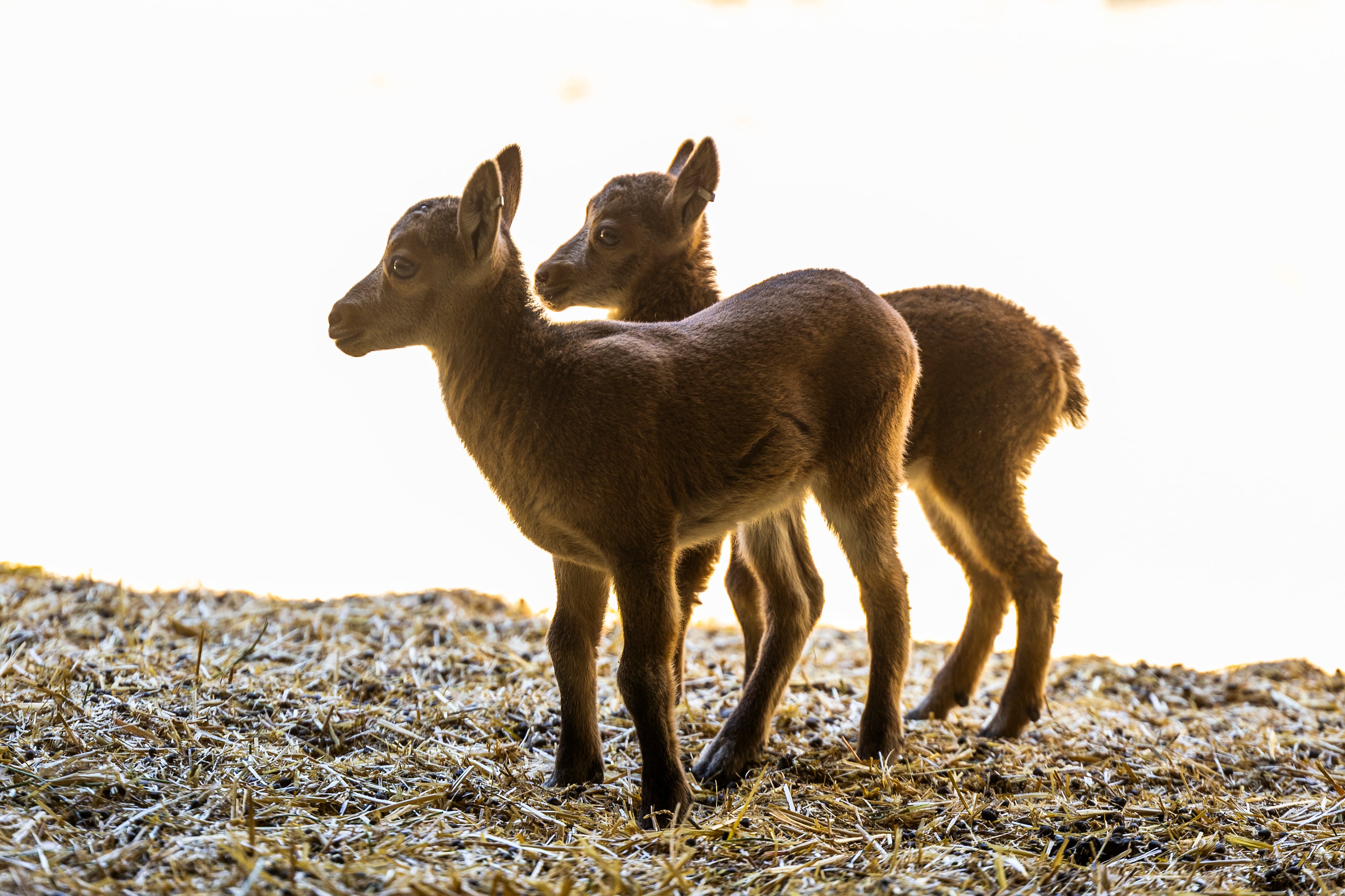 Nacen Riato y Sedello, las primeras cabras salvajes nacidas por fecundación in vitro que pueden salvar a otras especies en extinción