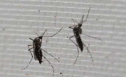 En Colombia hay más de 25.000 personas infectadas con el virus del zika.