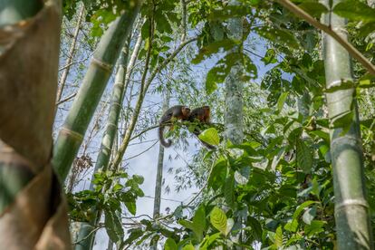 En enclaves de coca como este, ubicado en zona fronteriza con el Ecuador, el cultivo de coca ha sido estabilizado durante décadas, evitando el frenesí de la deforestación. Como resultado, el bosque y sus habitantes coexisten juntos con las pequeñas áreas cultivadas. En la imagen, dos titíes ornamentados, una especie en peligro de extinción.