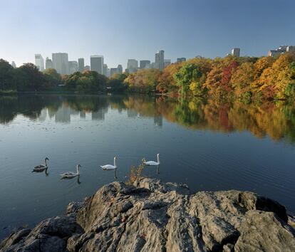 Imagen otoñal de unos cisnes nadando por el estanque de Central Park en Nueva York, en 1999.