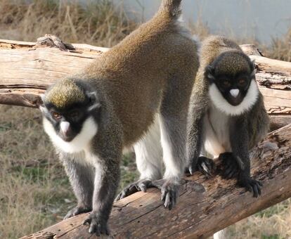 Marta y Eider, las dos primates robadas en el centro Rainfer.