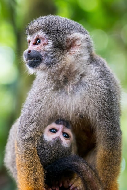 Dos monos ardilla en el Amazonas, cerca de Leticia (Colombia).