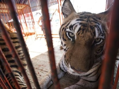 Un tigre en una jaula de un circo del DF.