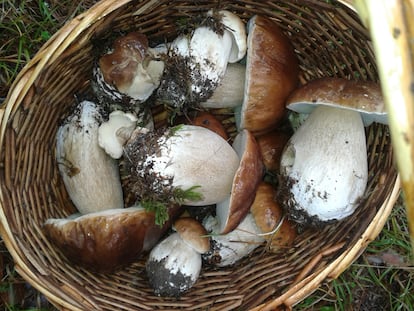 Aquí es posible encontrar especies como níscalos, perrochicos, setas de cardo, 'cantharellus' o una de las más valoradas, boletus.