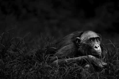 Una de las fotografías de la serie 'Primates' (2015).