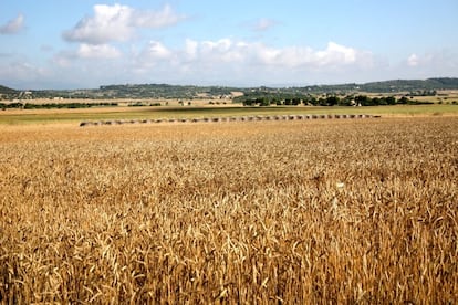 Campo de cultivo.
CAIB
21/12/2022