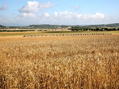 Campo de cultivo.
CAIB
21/12/2022