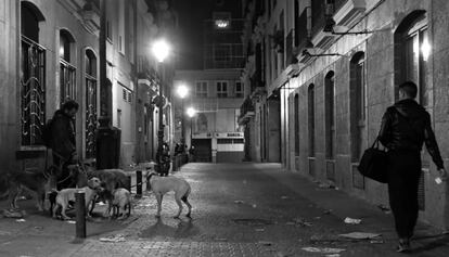 Fotografía 'Galgos', del libro 'Historias de mi calle'.
