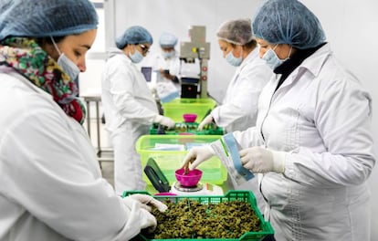 Unas trabajadoras pesan marihuana en la finca Libertad.