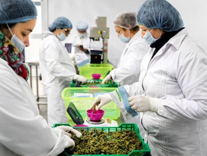 Trabalhadoras pesam maconha na fazenda Libertad.