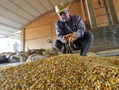 Un agricultor de Paraguay analiza ma&iacute;z transg&eacute;nico