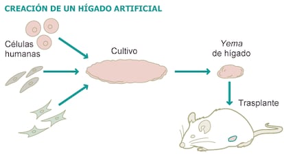 Fuente: ‘Nature’.