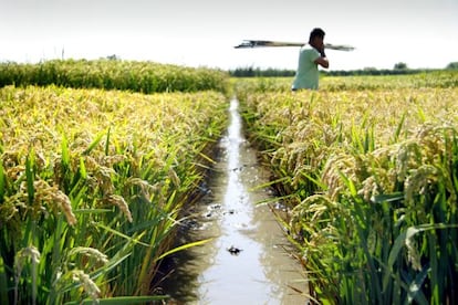 Campo de arroz del Instituto Valenciano de Investigaciones Agrarias (IVIA) en la Albufera de Valencia.  tania castro