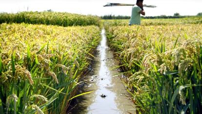 Campo de arroz del Instituto Valenciano de Investigaciones Agrarias (IVIA) en la Albufera de Valencia.  tania castro