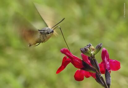 'Humming surprise' UK.